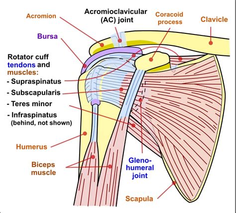 shoulder soft tissue tension test|shoulder tendon lift off test.